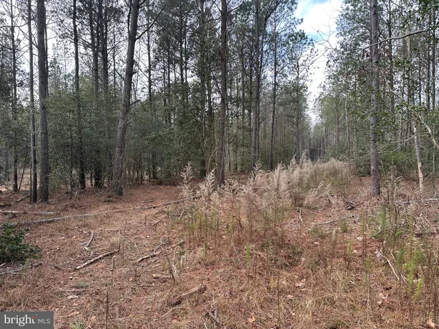 a view of outdoor space with lots of trees