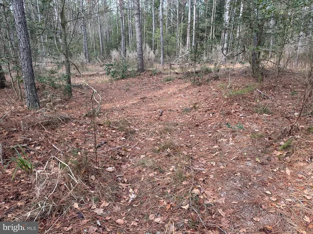 a view of a backyard with plants and trees
