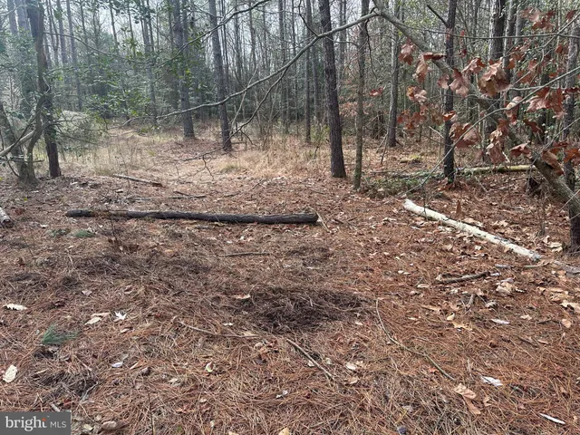 a view of a forest filled with trees