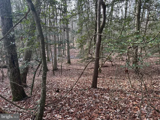 a view of a forest with trees