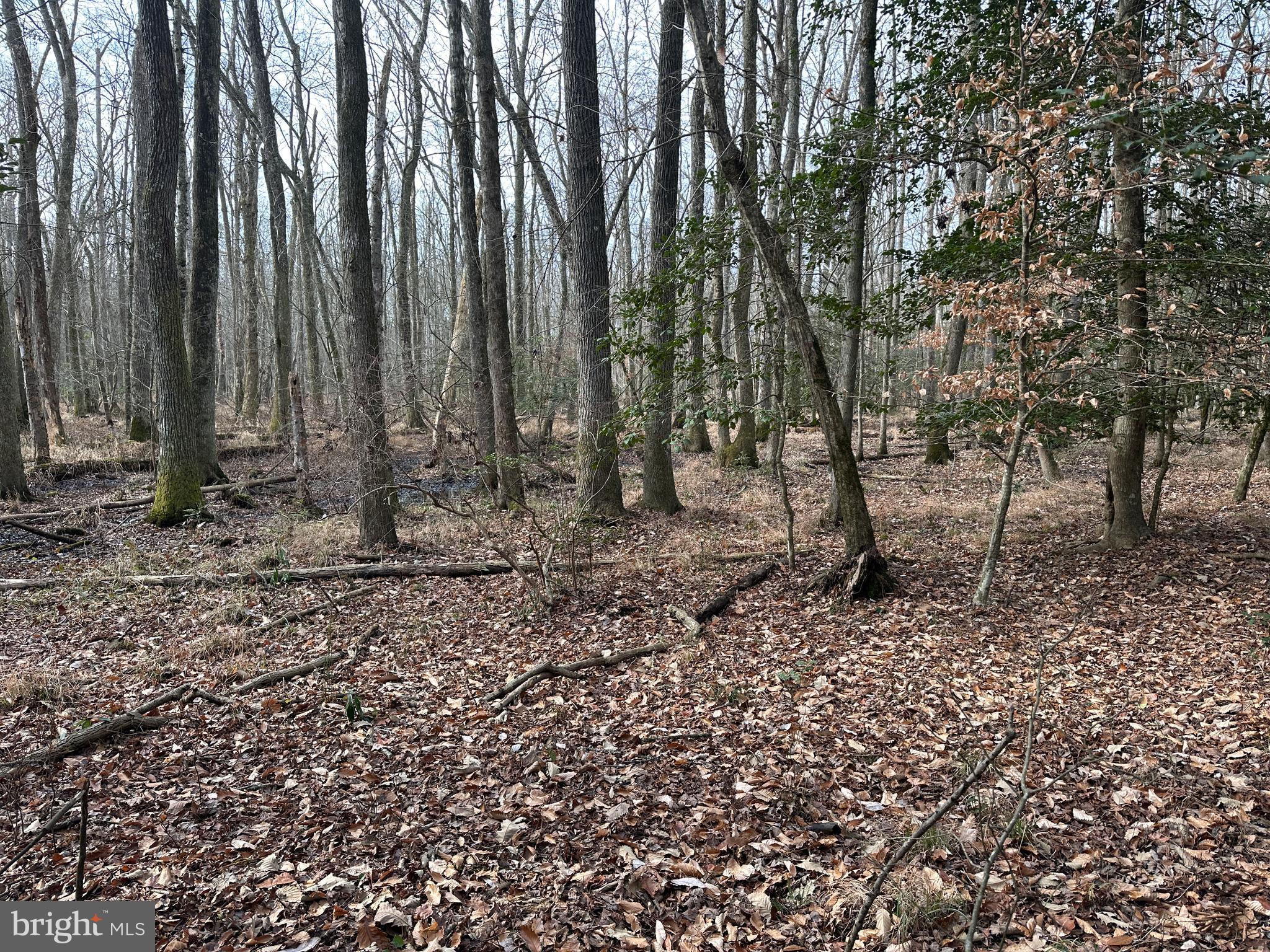 0 Whitesburg Road Snow Hill, MD 21863 - Photo 36 of 69