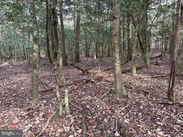 a view of dirt yard with a tree