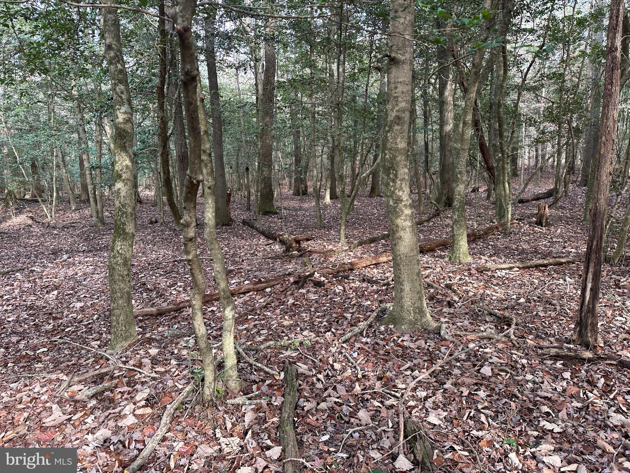 0 Whitesburg Road Snow Hill, MD 21863 - Photo 39 of 69