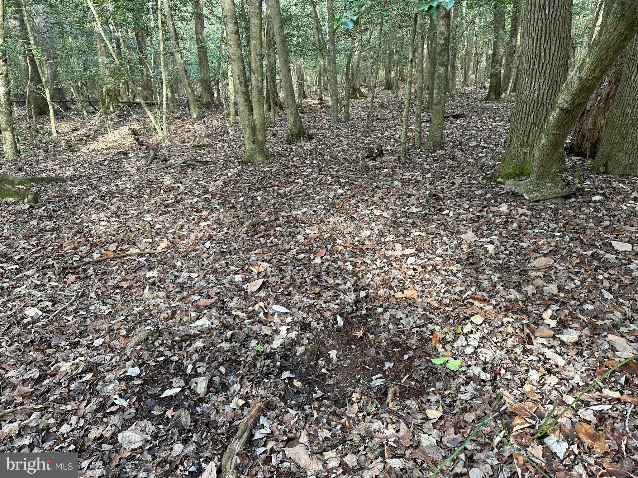 0 Whitesburg Road Snow Hill, MD 21863 - Photo 40 of 69