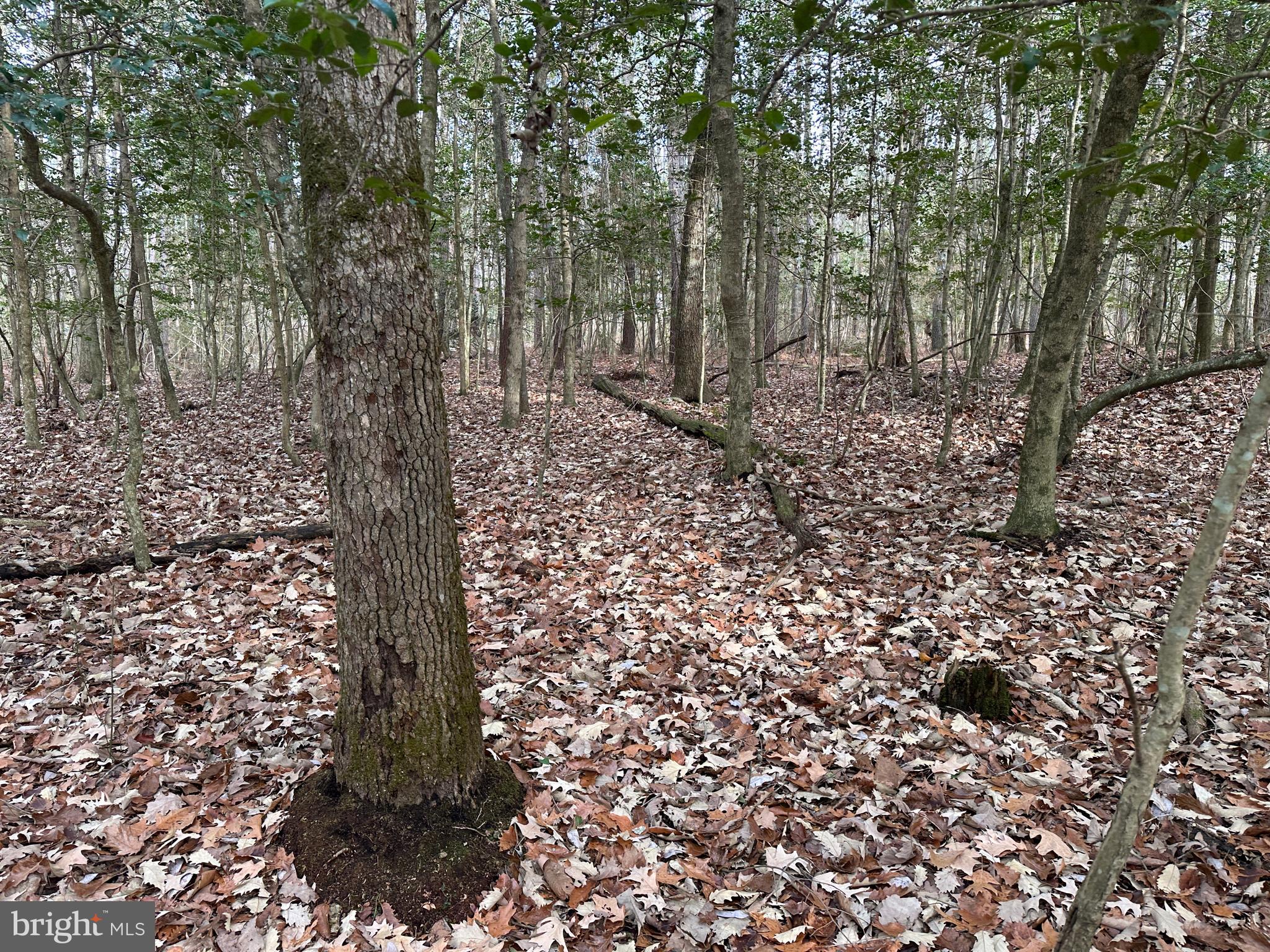 0 Whitesburg Road Snow Hill, MD 21863 - Photo 41 of 69