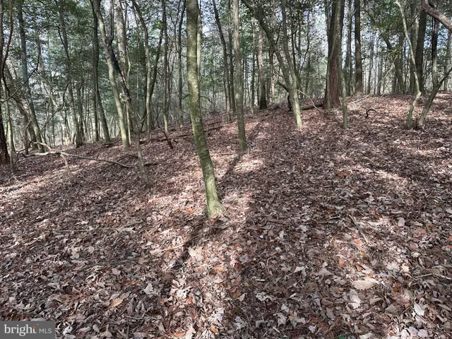 a view of lake with trees