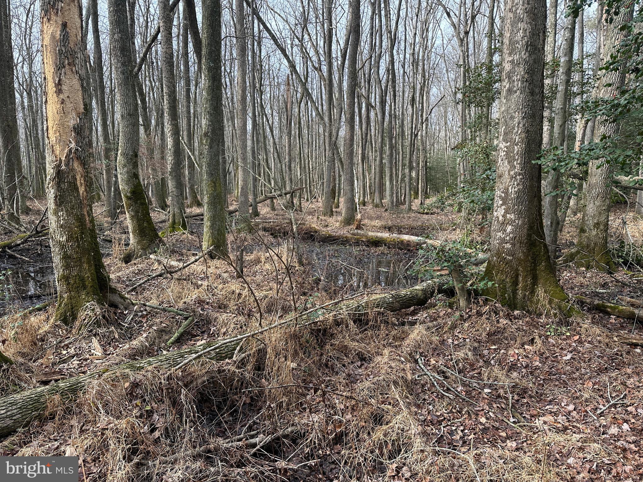 0 Whitesburg Road Snow Hill, MD 21863 - Photo 45 of 69