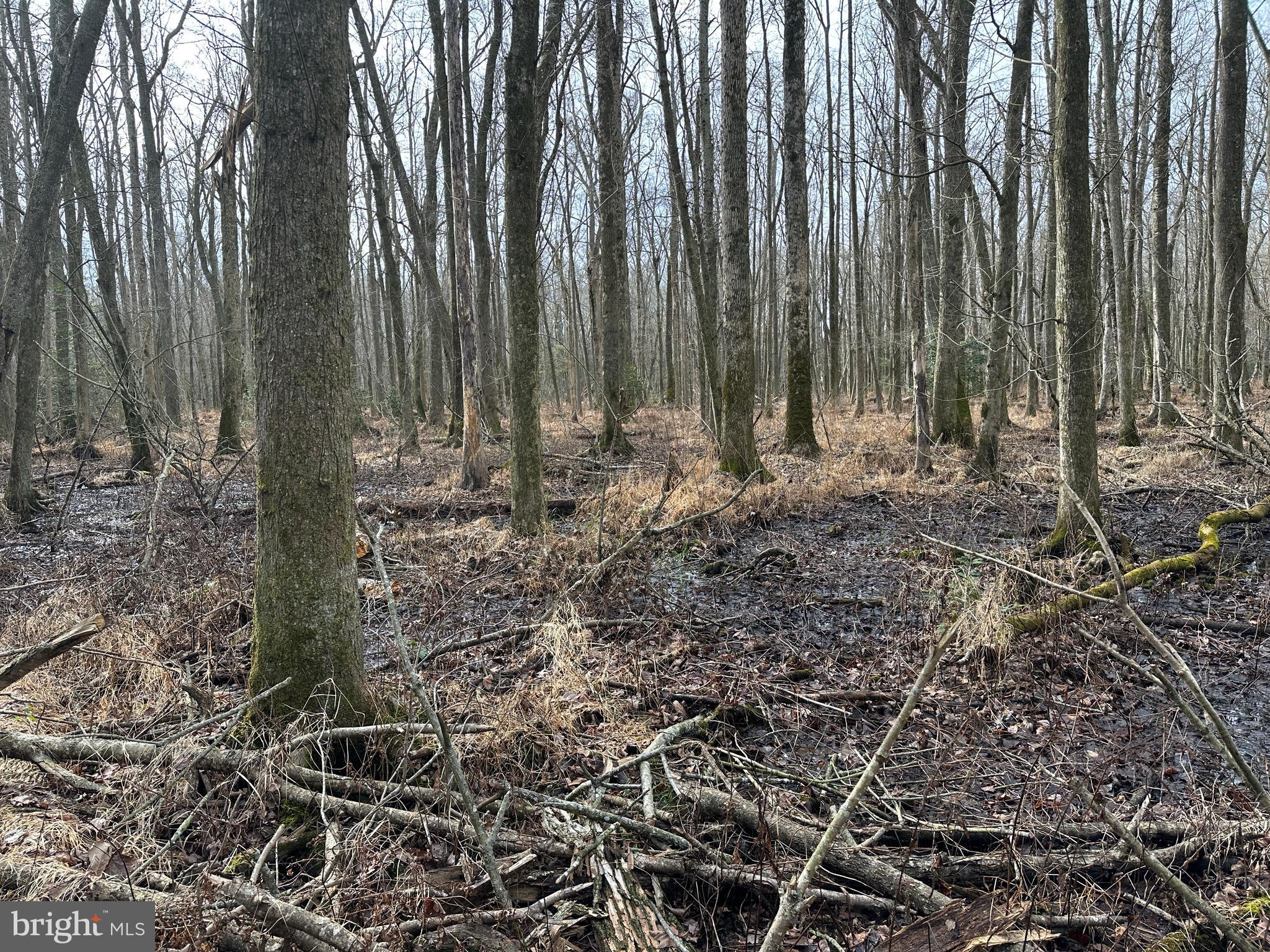 0 Whitesburg Road Snow Hill, MD 21863 - Photo 46 of 69