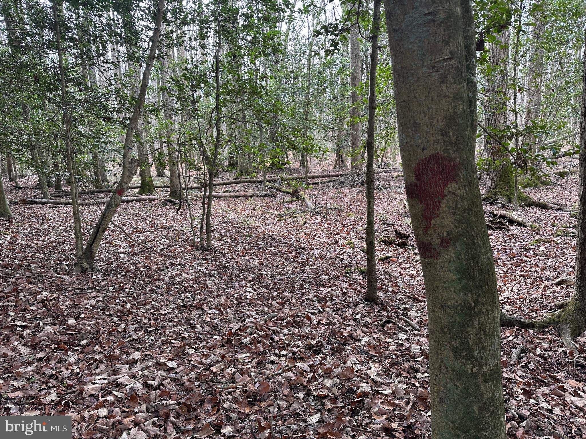 0 Whitesburg Road Snow Hill, MD 21863 - Photo 47 of 69