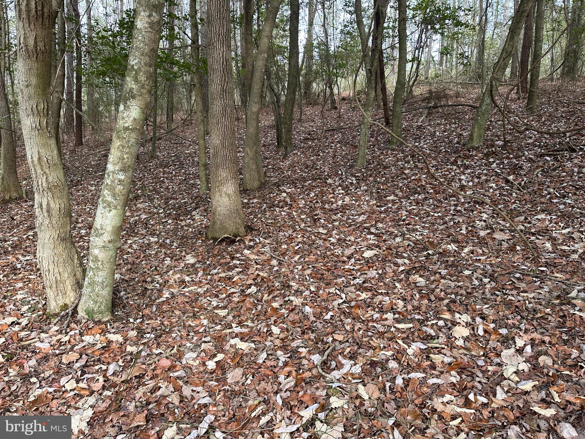 0 Whitesburg Road Snow Hill, MD 21863 - Photo 48 of 69