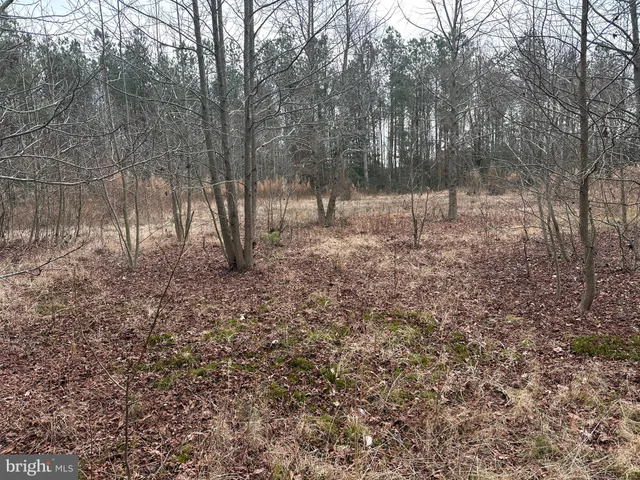 a view of a forest with trees