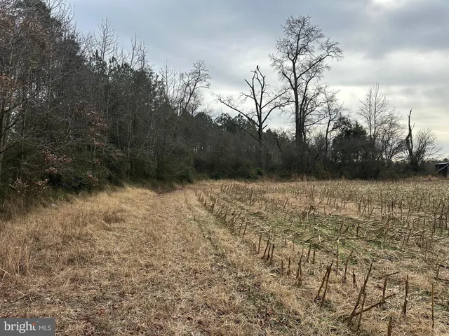 a view of a forest with trees in the background