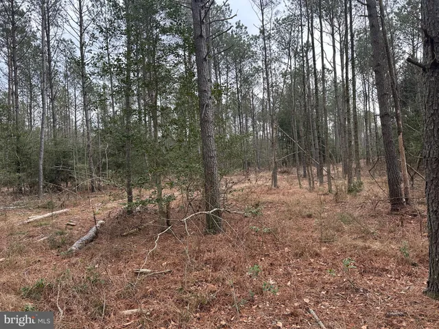 a view of a forest filled with trees