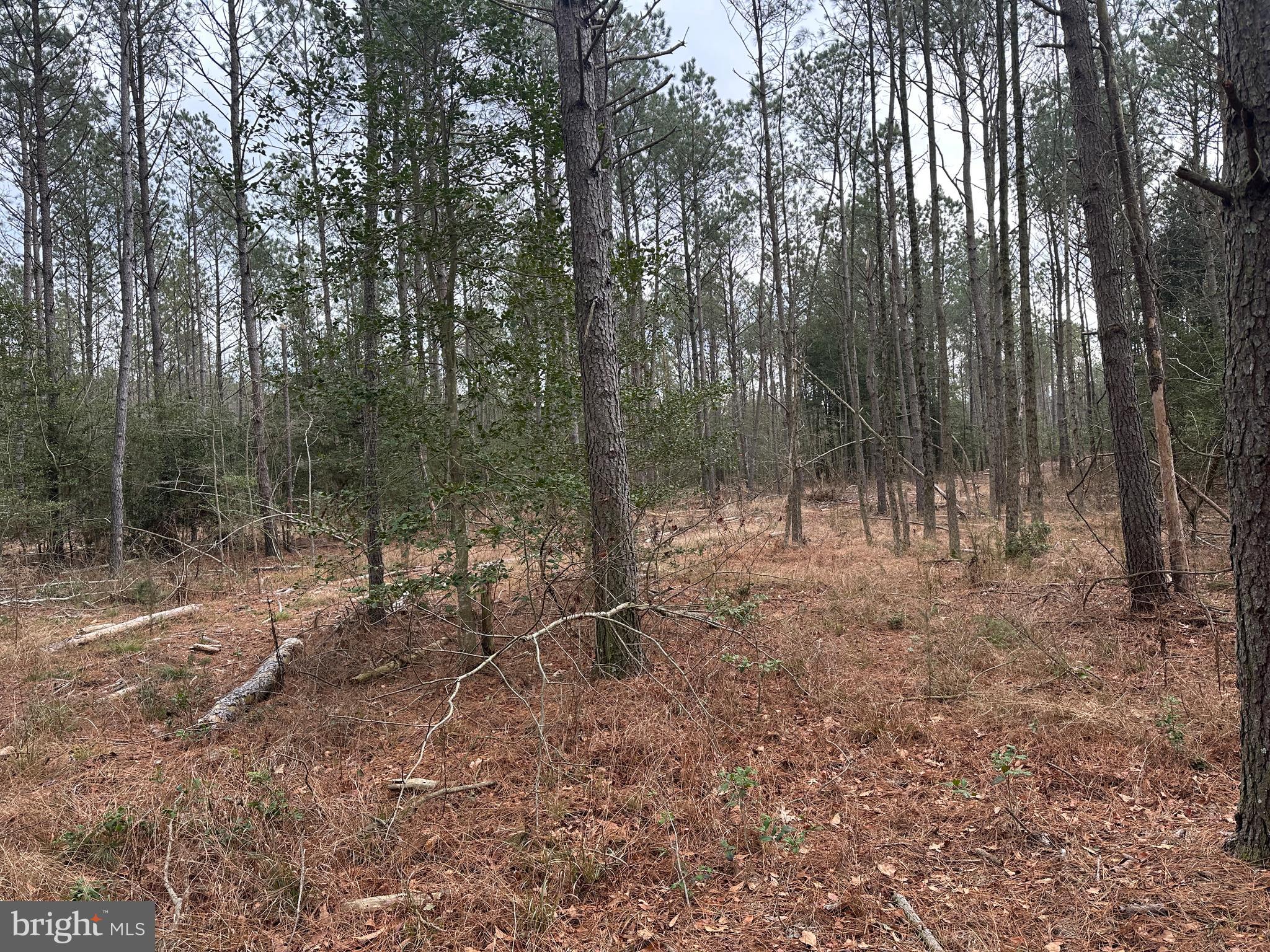 0 Whitesburg Road Snow Hill, MD 21863 - Photo 10 of 69