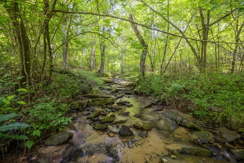 a view of a backyard with a trees
