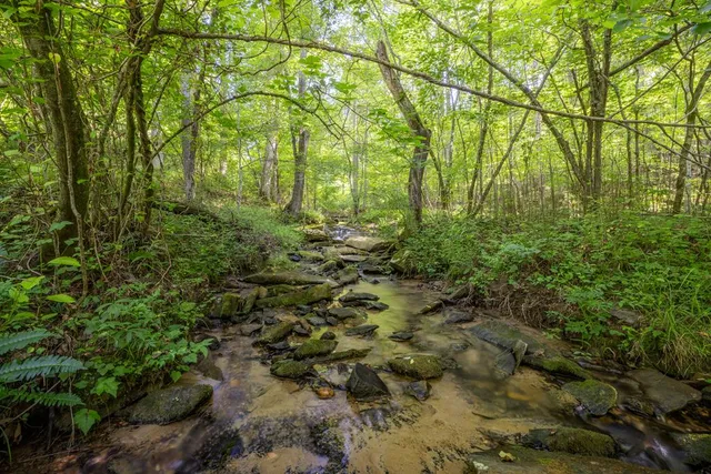 a view of a backyard with a trees