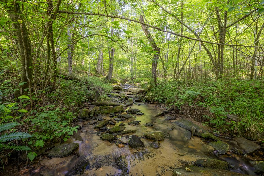 60 Buckeye Branch Road Morganton, GA 30560 - Photo 49 of 51 a view of a yard with a tree