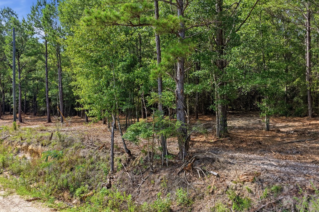 Lot #2 Crosby Clark Road Opp, AL 36467 - Photo 3 of 8