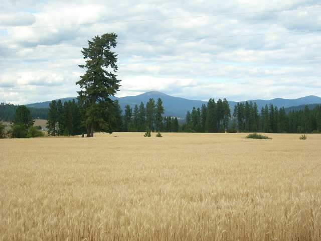 0 East Taylor Road Mead, WA 99021 - Photo 1 of 9