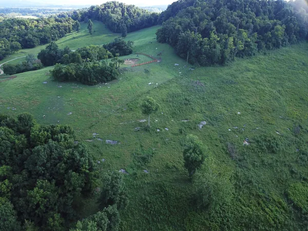 a view of a lush green forest with lots of trees
