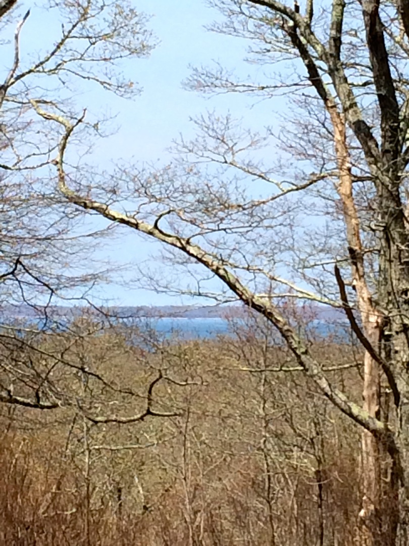 0 Chilmark Road Chilmark, MA 02535 - Photo 5 of 10 Potential water view before cutting for view clearing.