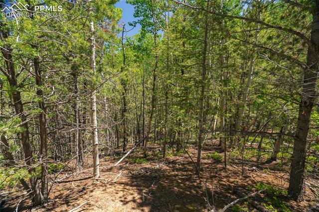 917 Princess Road Cripple Creek, CO 80813 - Photo 14 of 47 Gallery Image 14