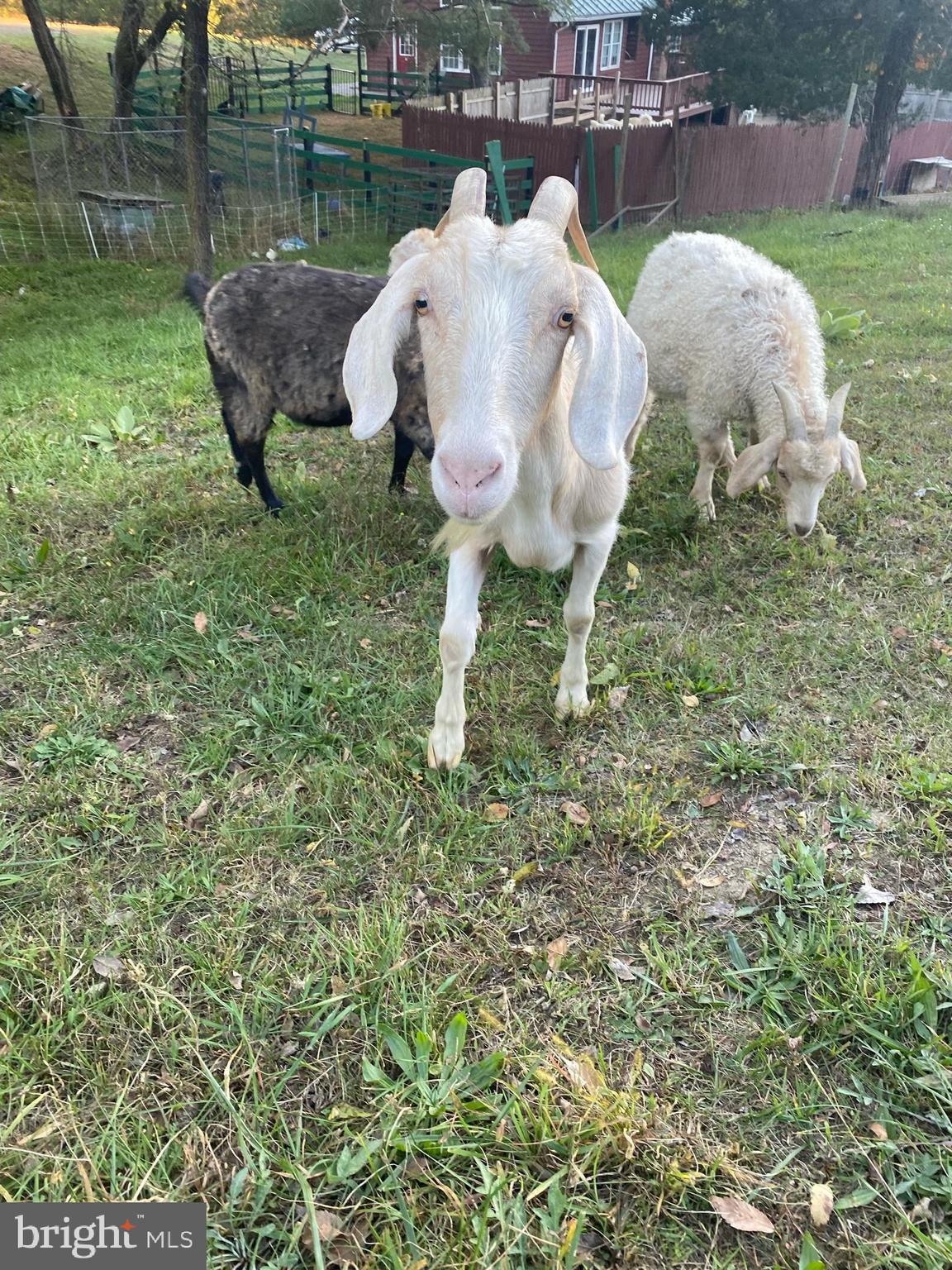 100 Wolfs Lane Fort Valley, VA 22652 - Photo 36 of 43