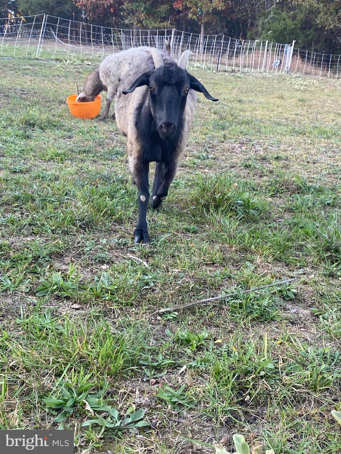 100 Wolfs Lane Fort Valley, VA 22652 - Photo 37 of 43