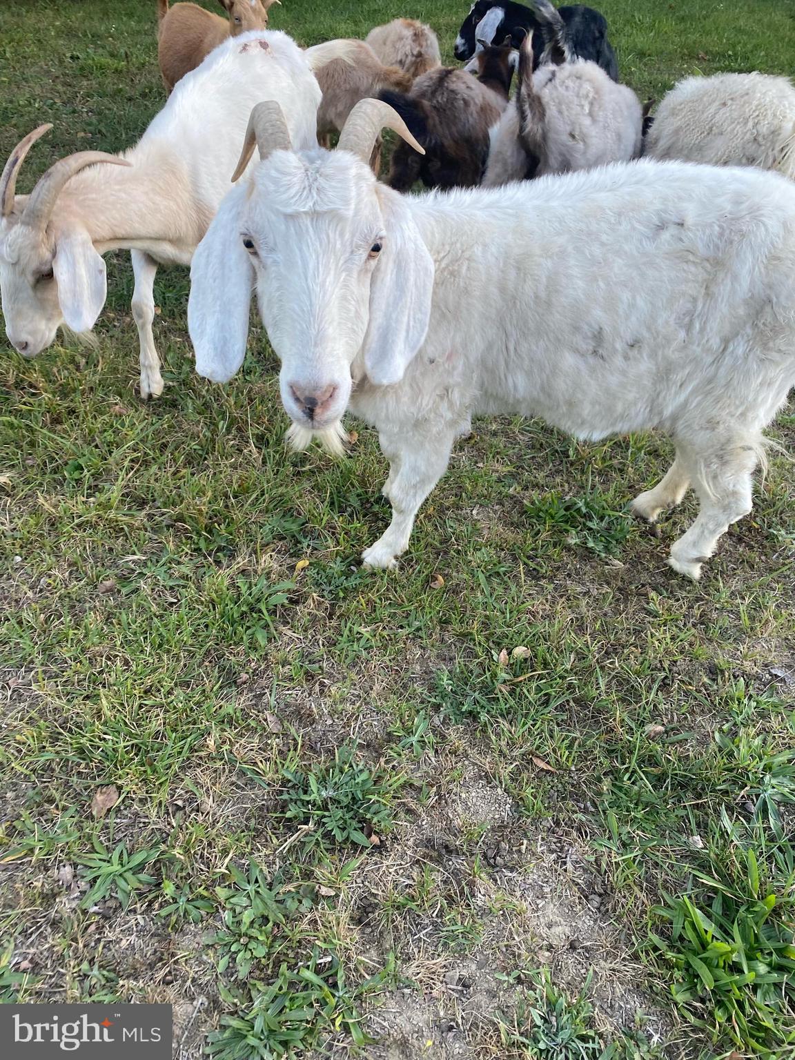 100 Wolfs Lane Fort Valley, VA 22652 - Photo 38 of 43