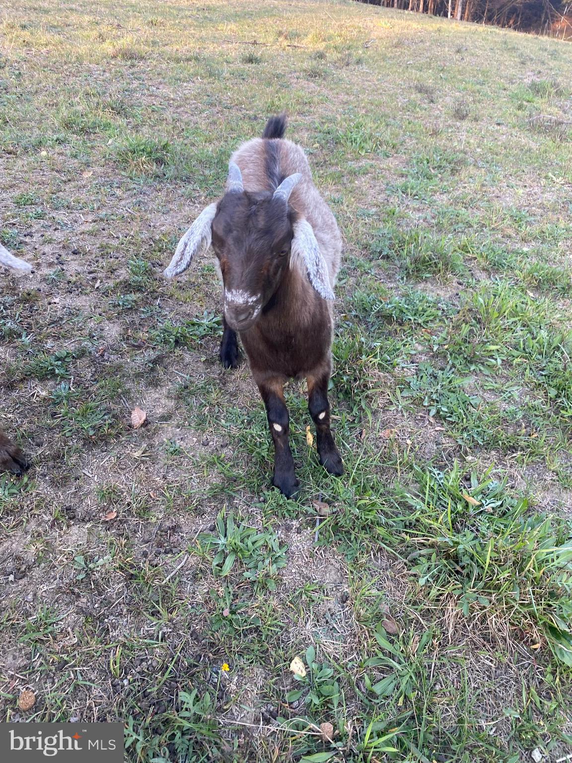 100 Wolfs Lane Fort Valley, VA 22652 - Photo 39 of 43