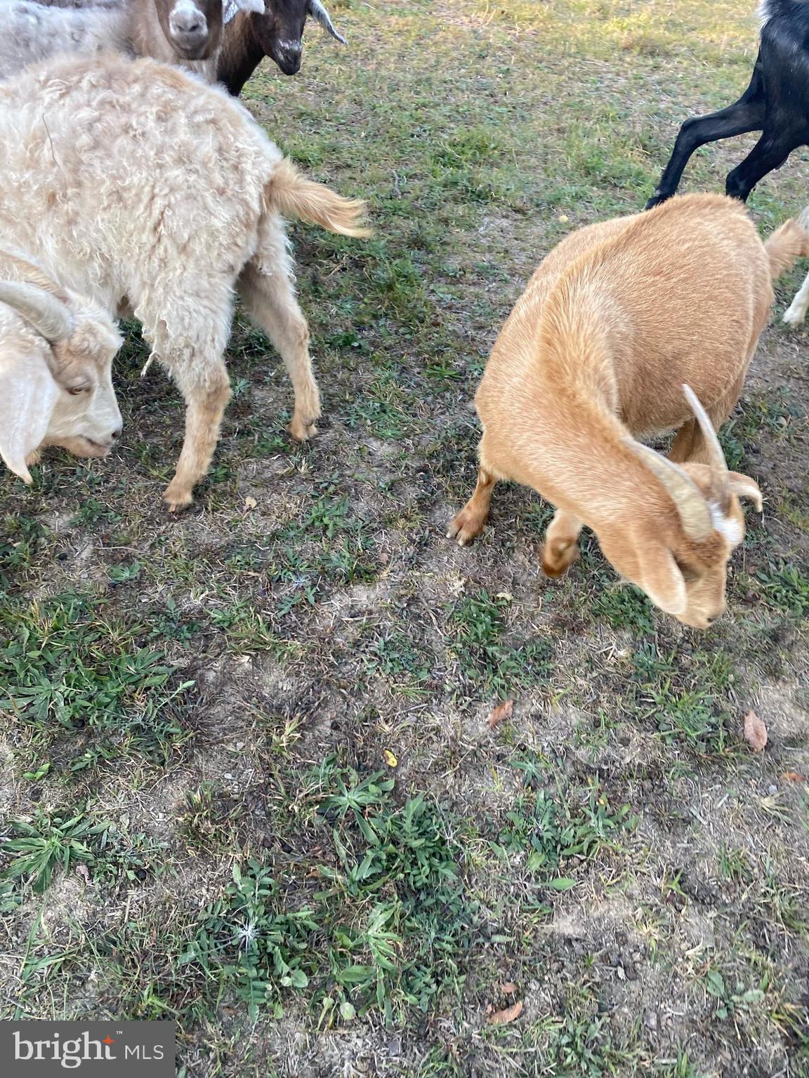 100 Wolfs Lane Fort Valley, VA 22652 - Photo 41 of 43