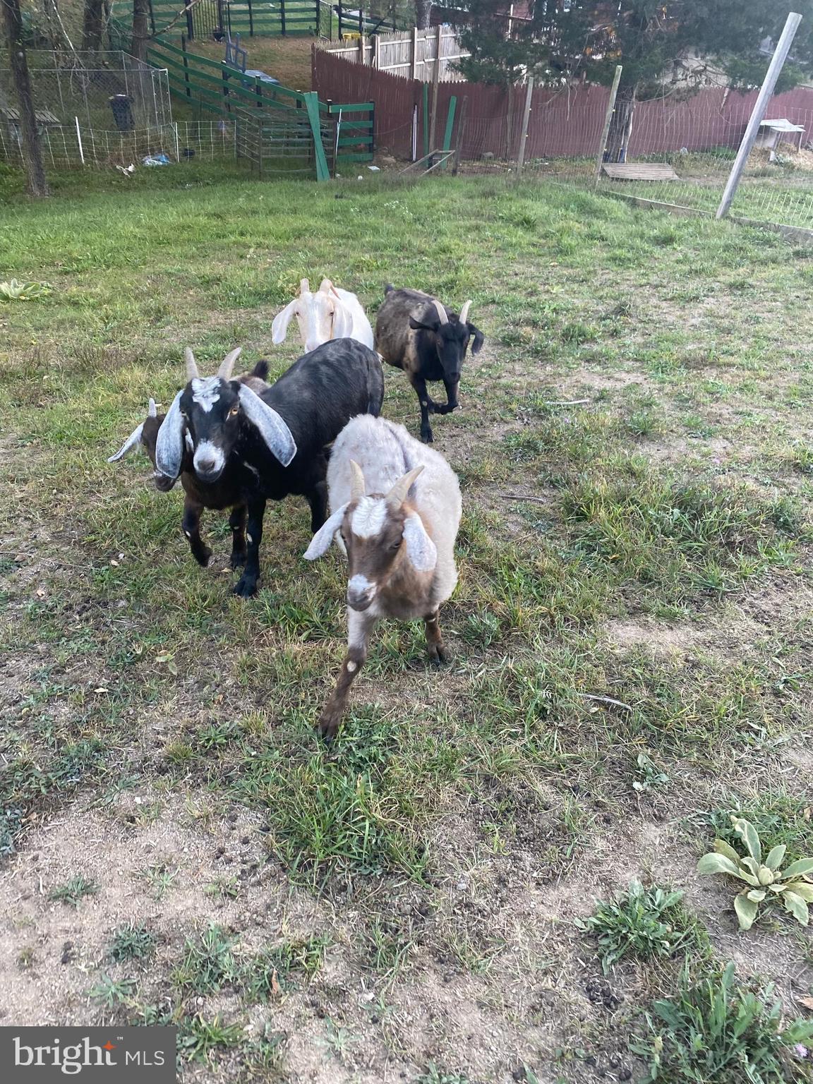 100 Wolfs Lane Fort Valley, VA 22652 - Photo 43 of 43