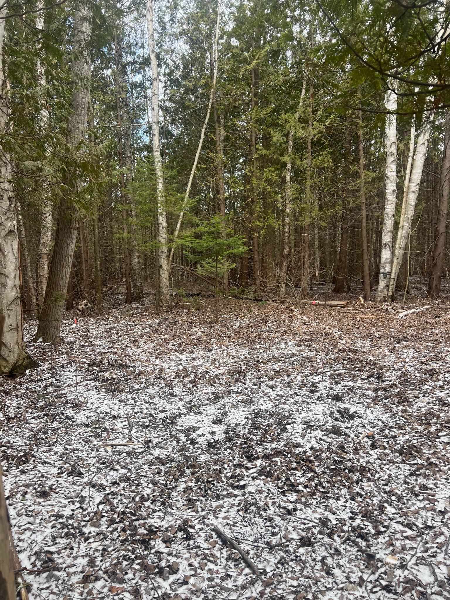 0 Swamp Road Frankfort, MI 49635 - Photo 13 of 19