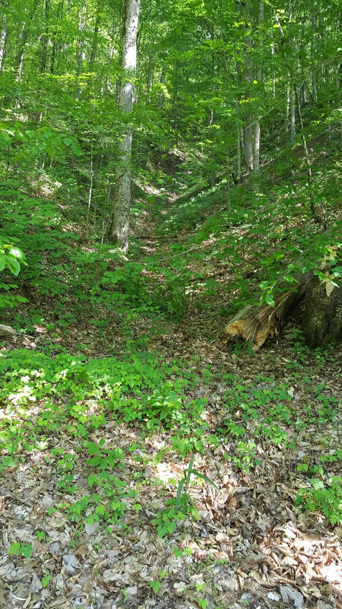 Long Branch Rd Road Seymour, TN 37865 - Photo 1 of 2 20170509_162925