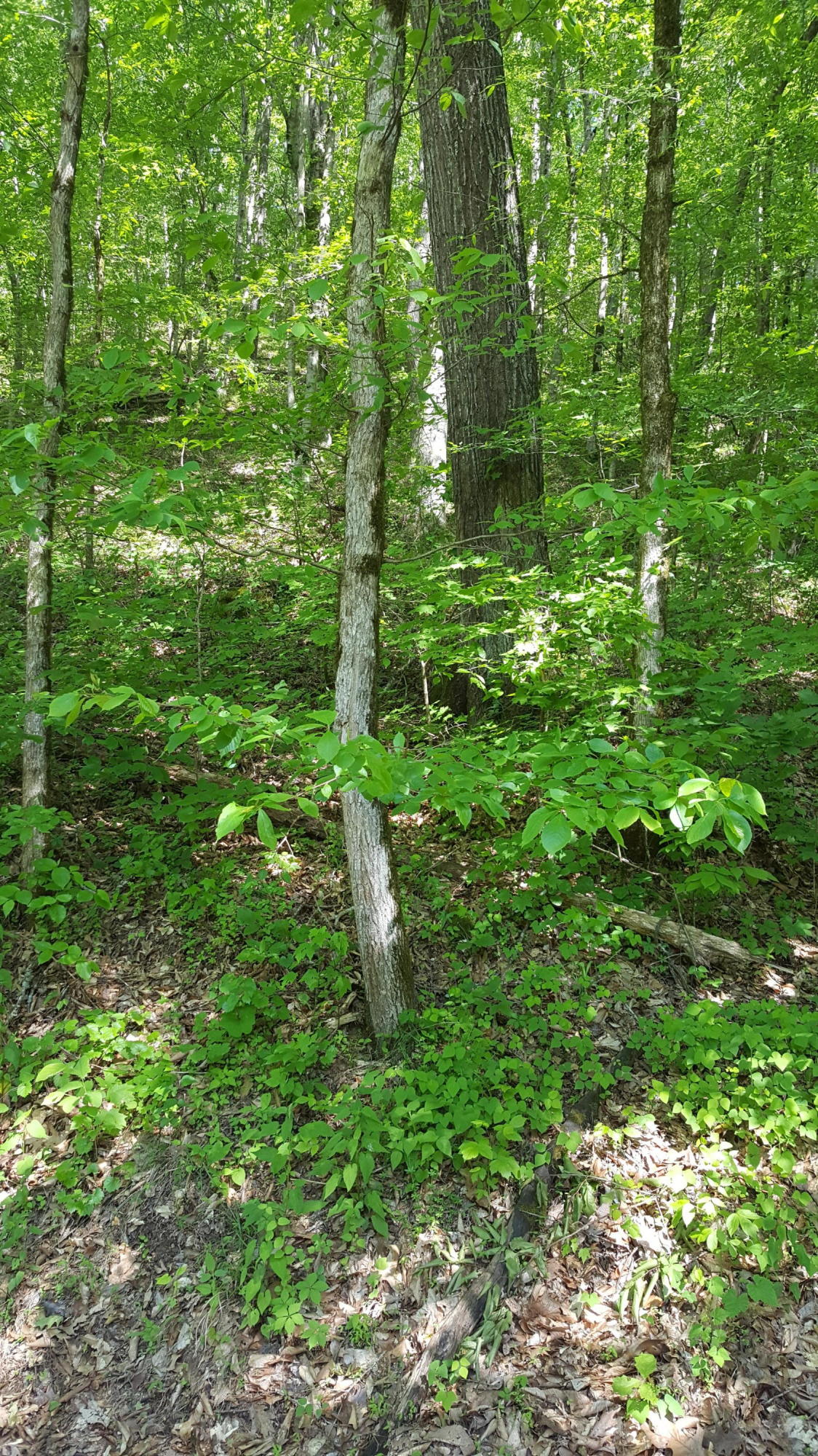 Long Branch Rd Road Seymour, TN 37865 - Photo 2 of 2 20170509_162931