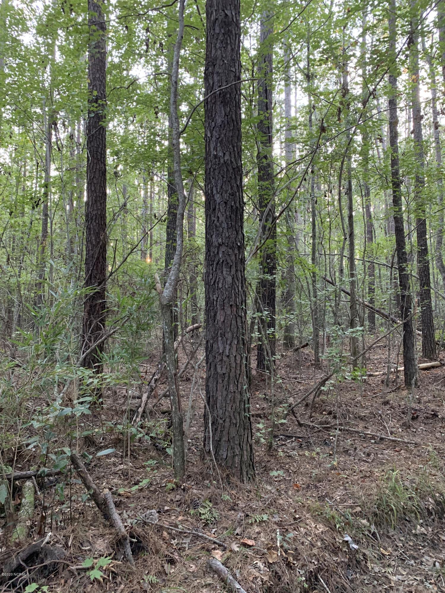 0 Mt Pleasant Road Creswell, NC 27928 - Photo 5 of 14 IMG_1630