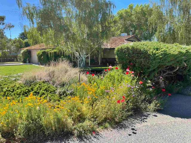 a view of a garden with large trees