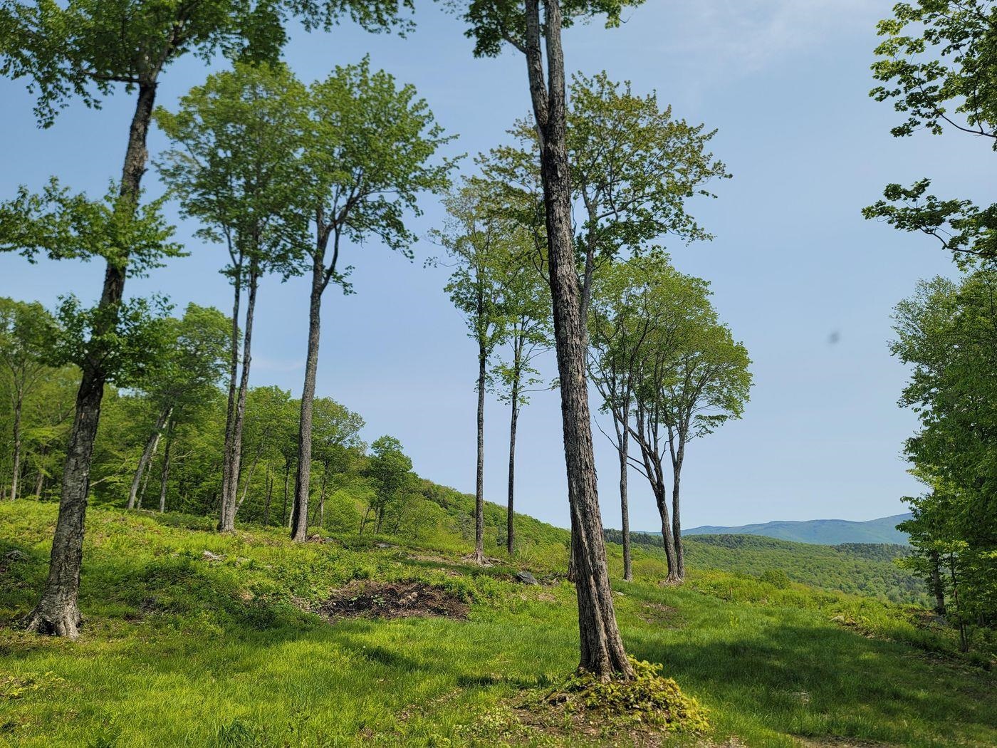 817 Wade Pasture Road Stowe, VT 05672 - Photo 5 of 16 Gallery Image 5