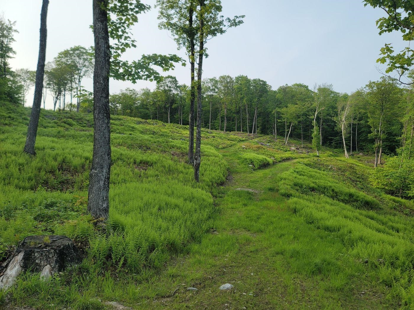 817 Wade Pasture Road Stowe, VT 05672 - Photo 8 of 16 Gallery Image 8