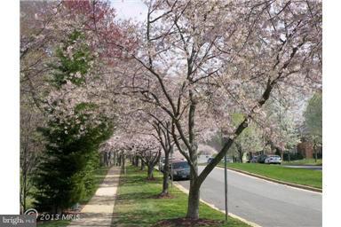 5904 D Kingsford Road, Unit 417 Springfield, VA 22152 - Photo 23 of 23 Beautiful Tree Lined Streets