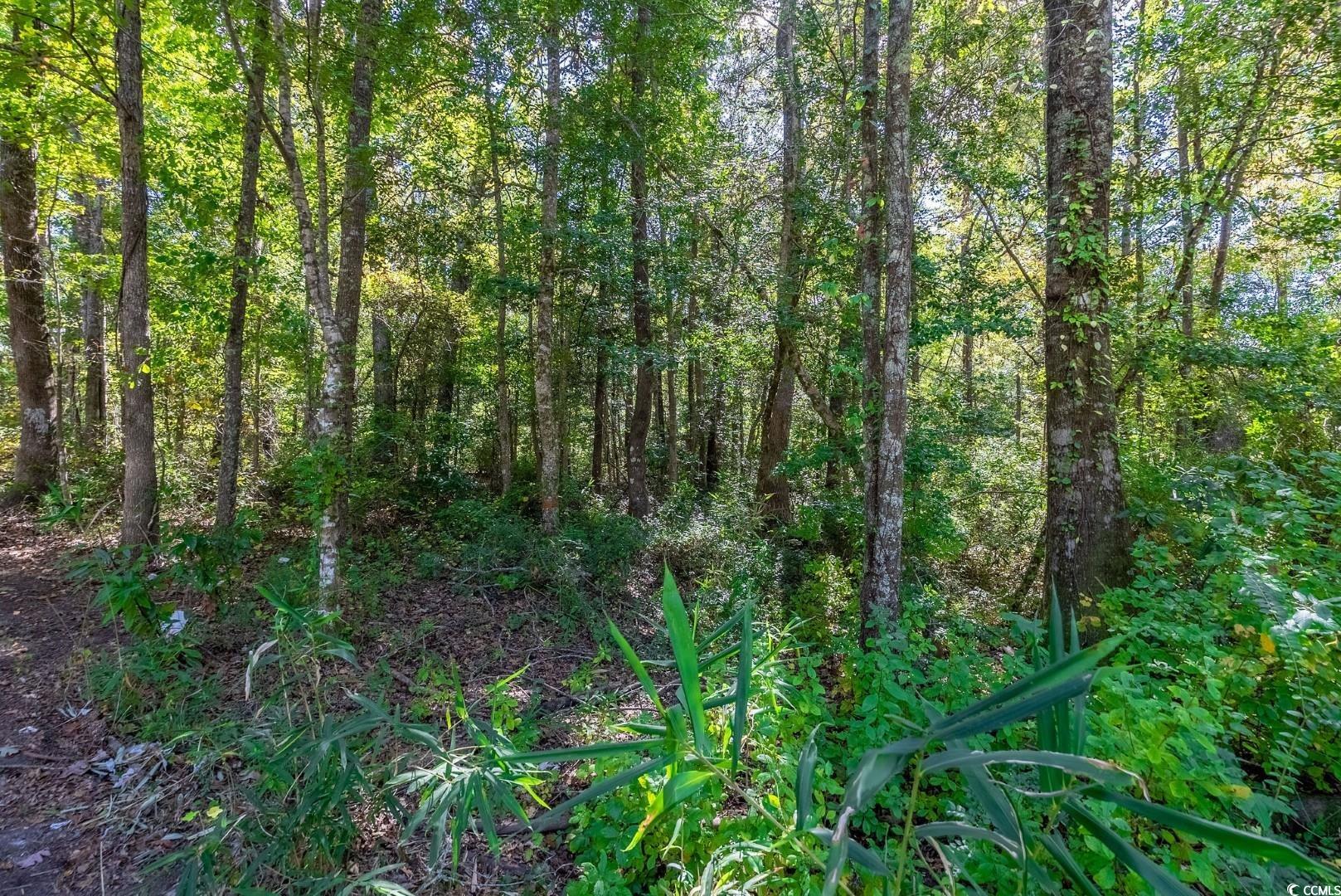 Tbd Barnes Road Andrews, SC 29510 - Photo 17 of 19