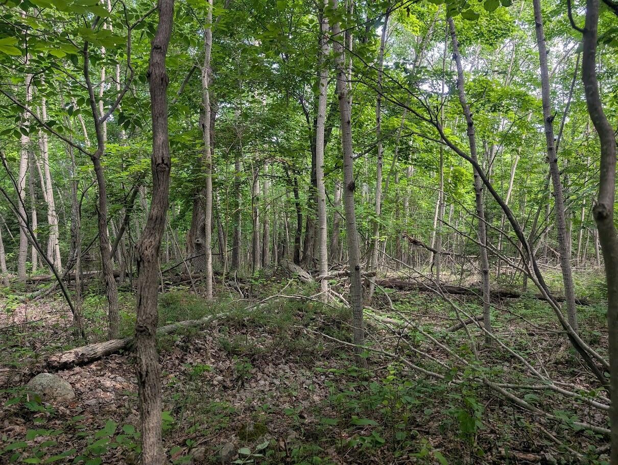 West Long Lake Road Alpena, MI 49707 - Photo 10 of 17 PXL_20250709_154903380