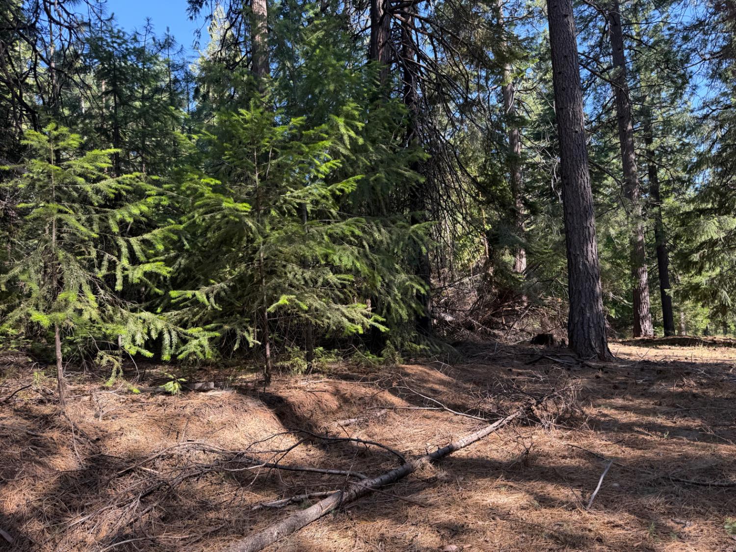 28087 Rolling Hills Road Pioneer, CA 95666 - Photo 8 of 49