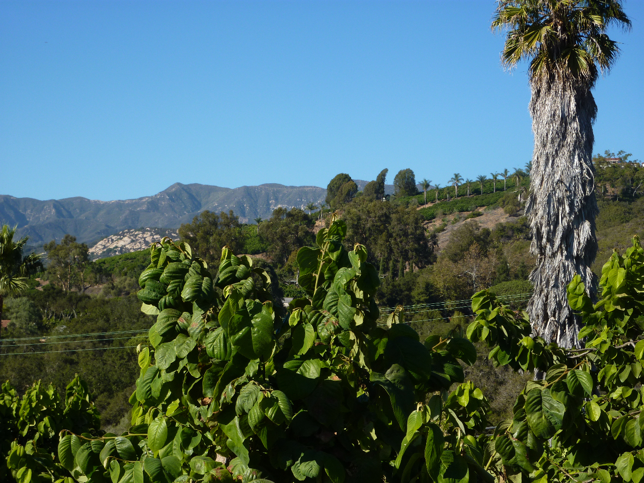 6915 Shepard Mesa Road Carpinteria, CA 93013 - Photo 4 of 10 Private and Serene!