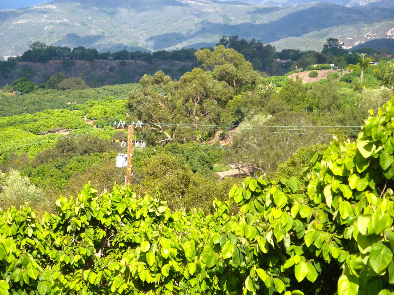 6915 Shepard Mesa Road Carpinteria, CA 93013 - Photo 5 of 10 Mountain Views