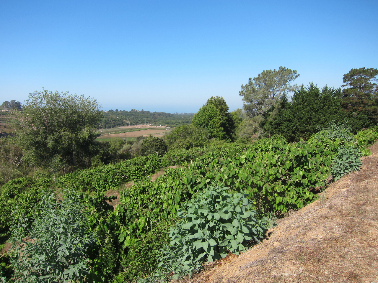 6915 Shepard Mesa Road Carpinteria, CA 93013 - Photo 7 of 10 2 accesses: dirt road + paved road.