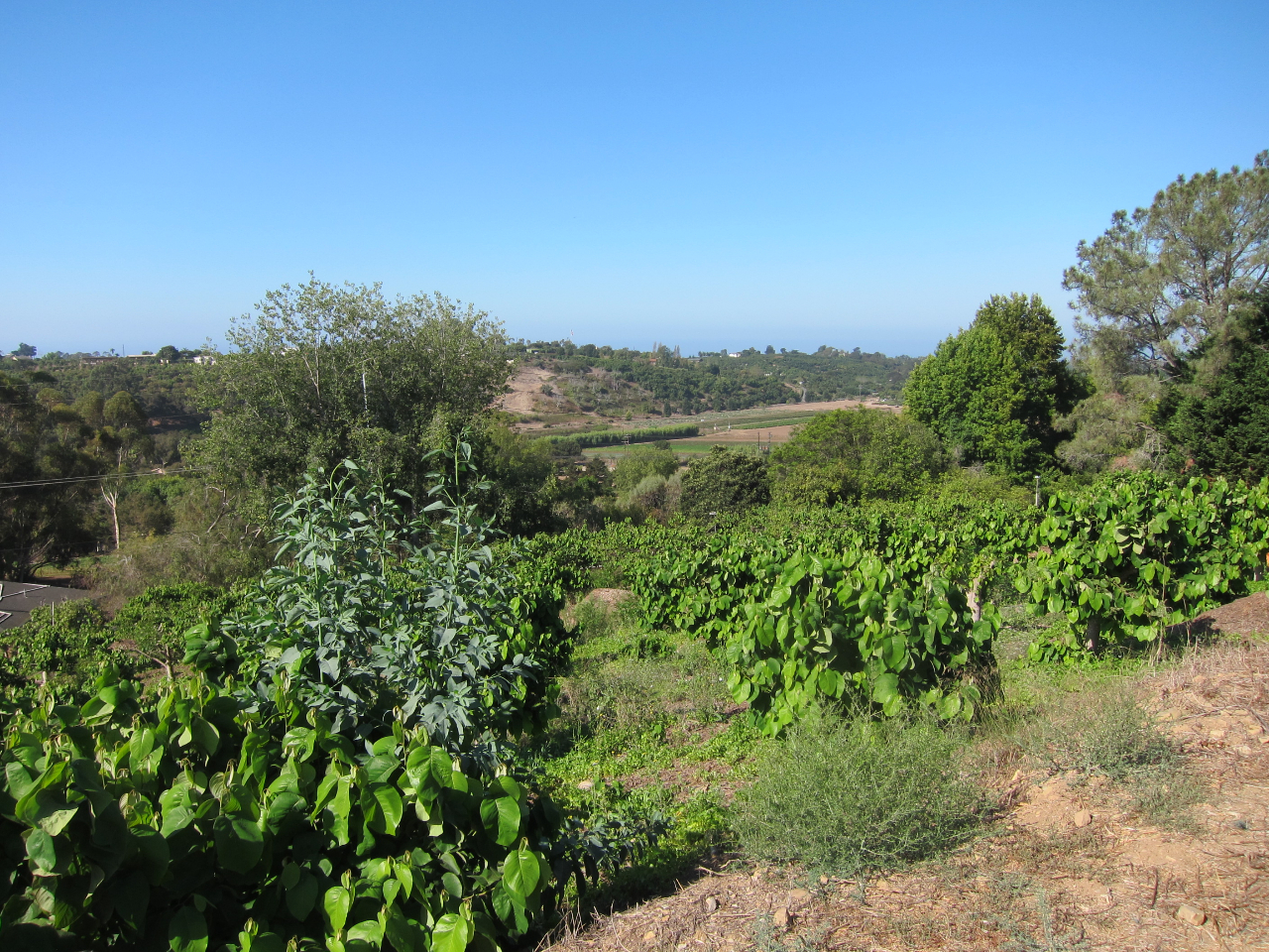 6915 Shepard Mesa Road Carpinteria, CA 93013 - Photo 8 of 10 6915 Shepard Mesa