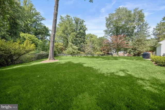 a view of a field with a tree