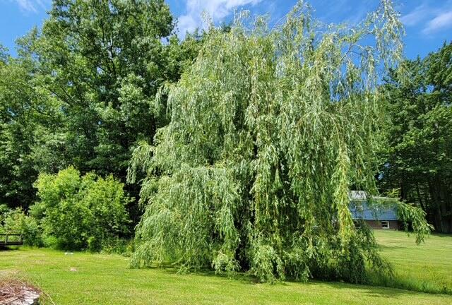 5 Cardinal Lane Windham, ME 04062 - Photo 58 of 58 tree