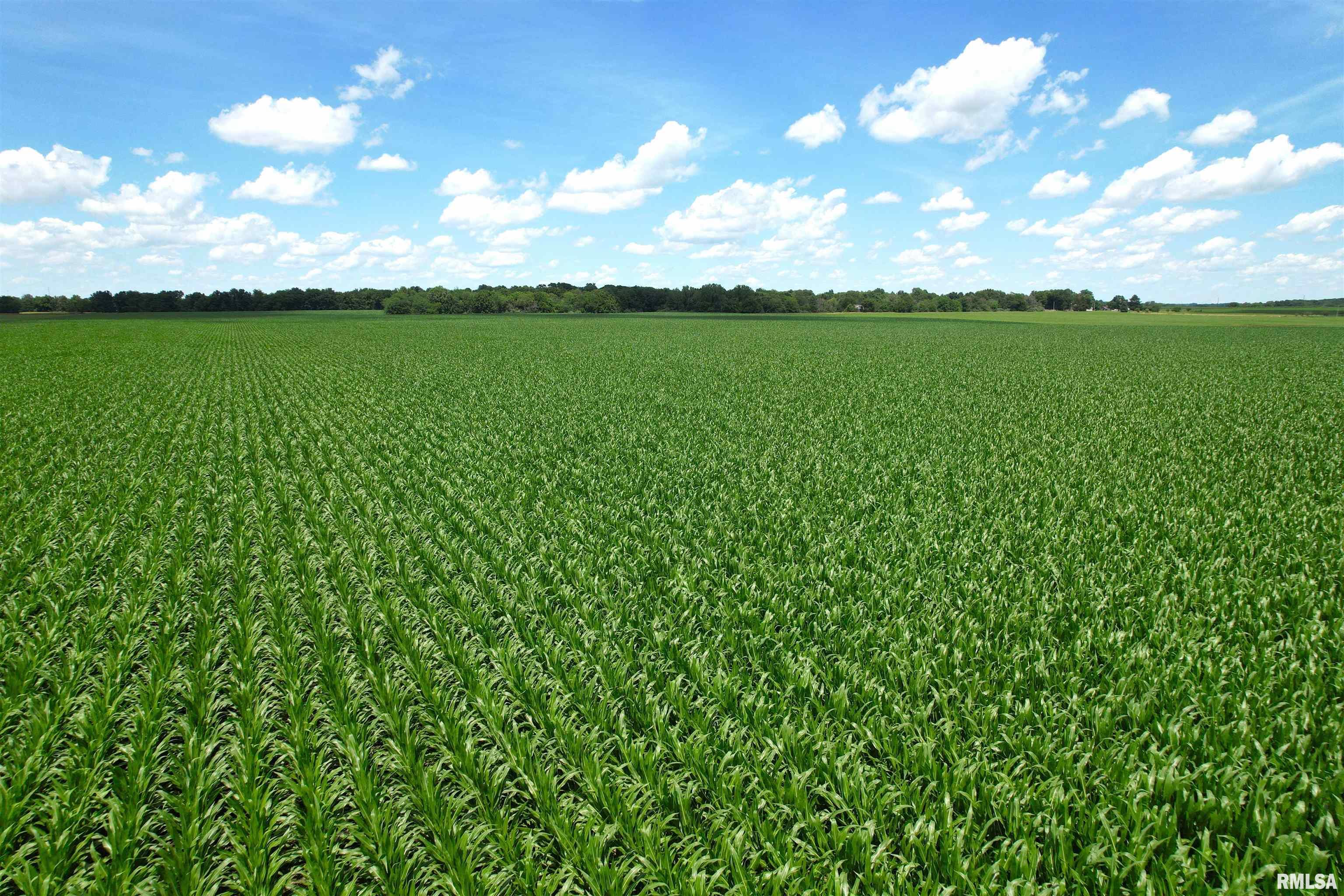 Merritt Blacktop Road Jacksonville, IL 62650 - Photo 10 of 14